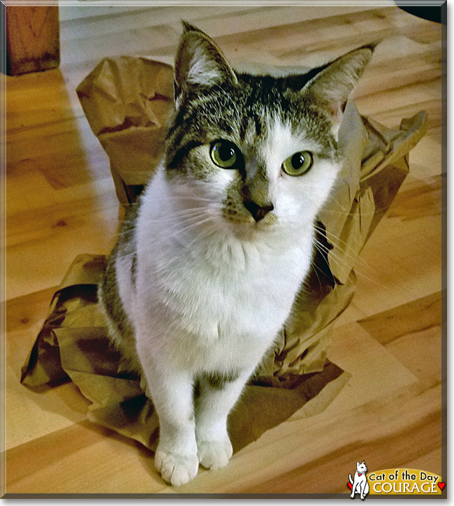 Courage the Maine Coon mix, the Cat of the Day