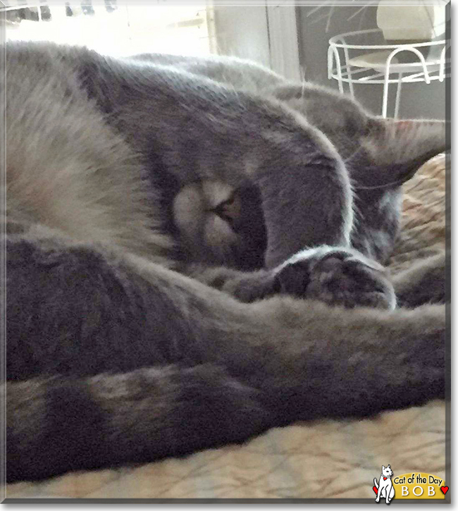 Bob the Domestic Shorthair Tabby, the Cat of the Day