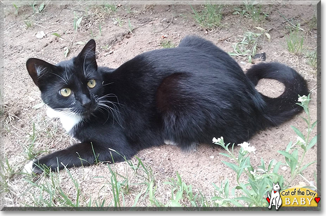 Baby the Shorthaired Tuxedo, the Cat of the Day