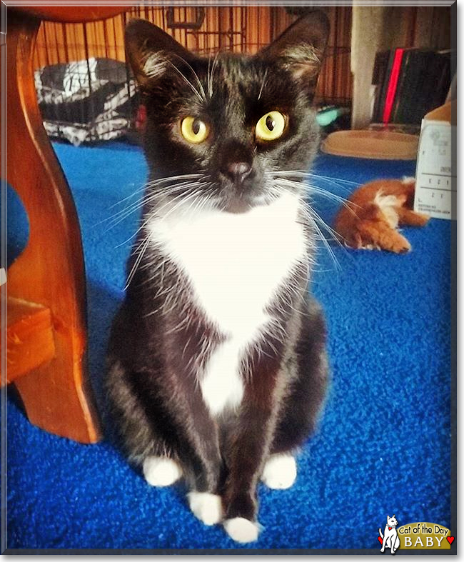 Baby the Shorthaired Tuxedo, the Cat of the Day