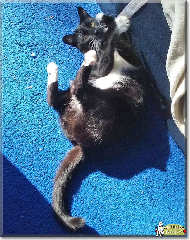 Baby the Shorthaired Tuxedo, the Cat of the Day