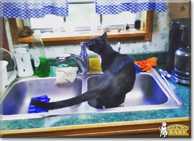 Baby the Shorthaired Tuxedo, the Cat of the Day