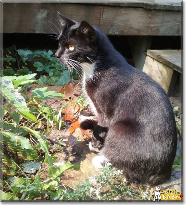 Baby the Shorthaired Tuxedo, the Cat of the Day