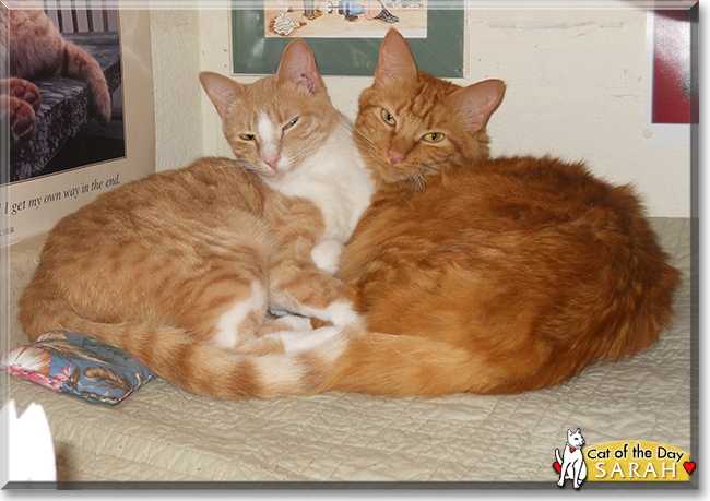 Sarah the Orange Tabby, the Cat of the Day