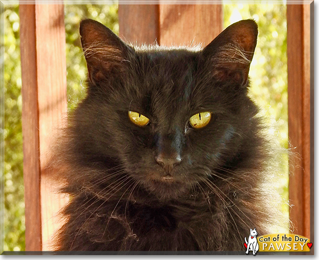 Pawsey the Manx, the Cat of the Day