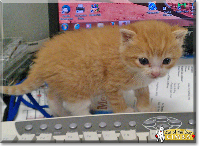 Cimba the Orange Tabby, the Cat of the Day