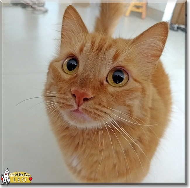 Leo the Orange Tabby, the Cat of the Day