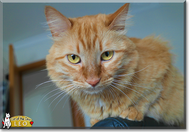 Leo the Orange Tabby, the Cat of the Day