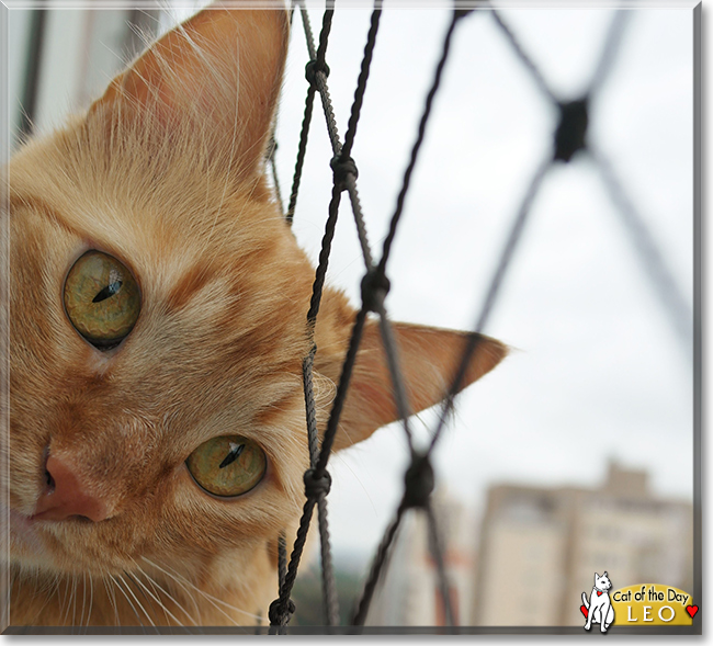 Leo the Orange Tabby, the Cat of the Day