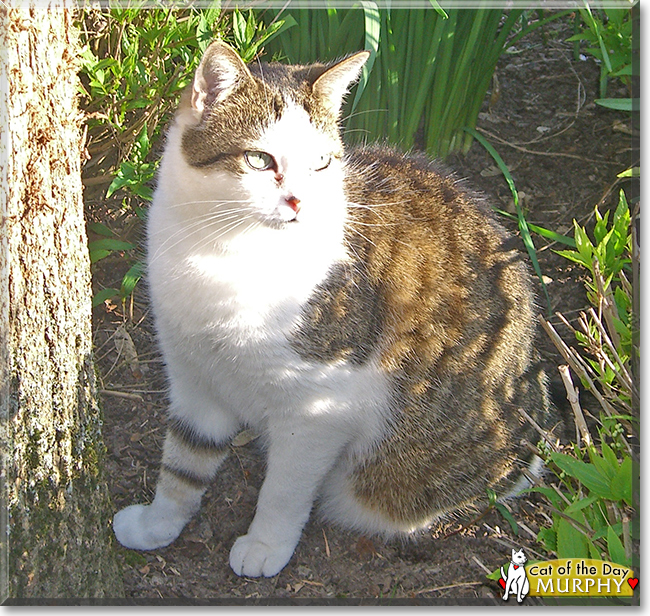 Murphy the Tabby Cat, the Cat of the Day