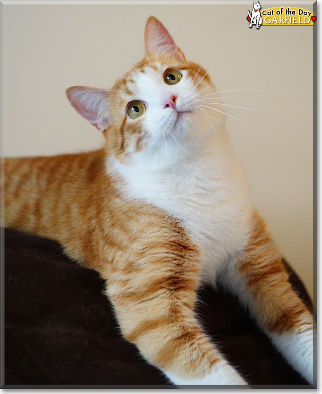 Garfield the Domestic Shorthair, the Cat of the Day