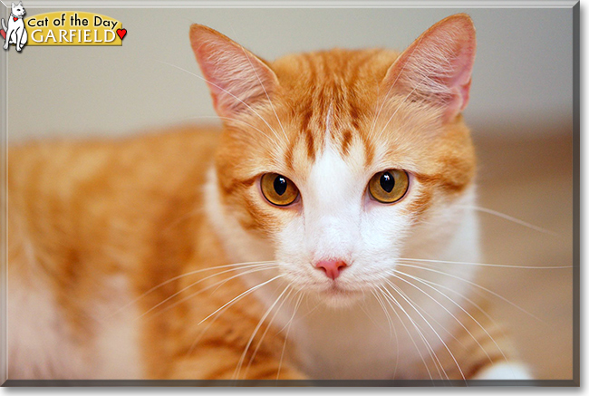 Garfield the Domestic Shorthair, the Cat of the Day