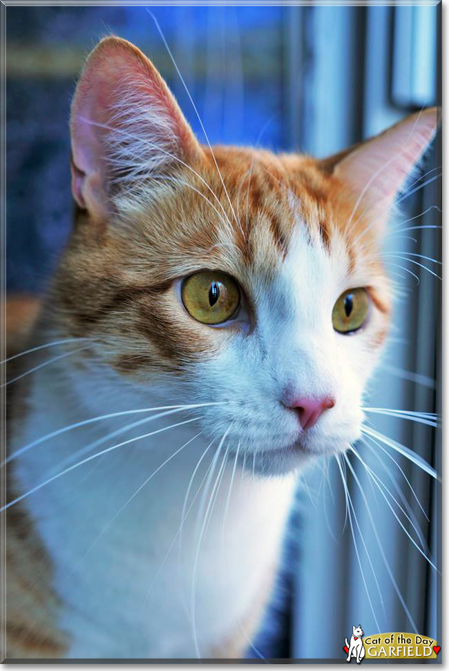 Garfield the Domestic Shorthair, the Cat of the Day