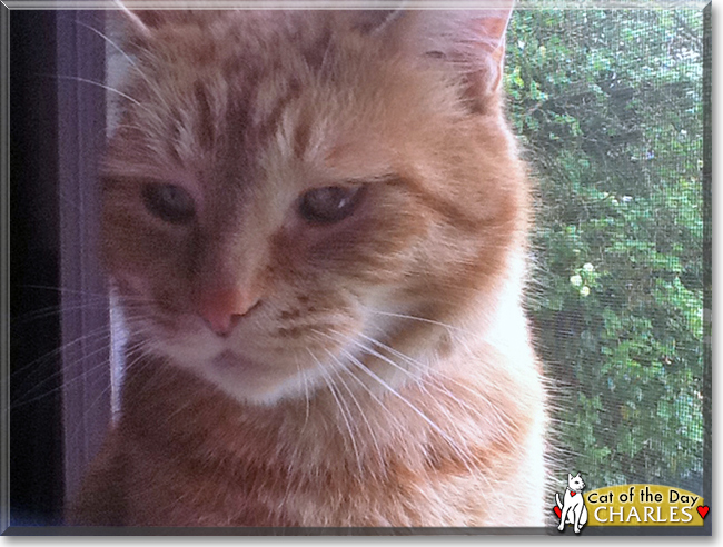 Charles the Orange Tabby, the Cat of the Day