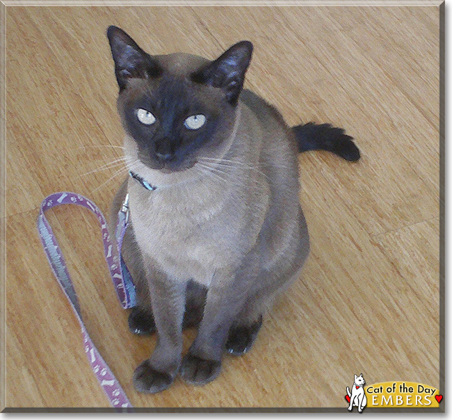 Embers the Tonkinese, the Cat of the Day