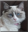 Rena the Ragdoll