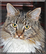 Sherry the Maine Coon