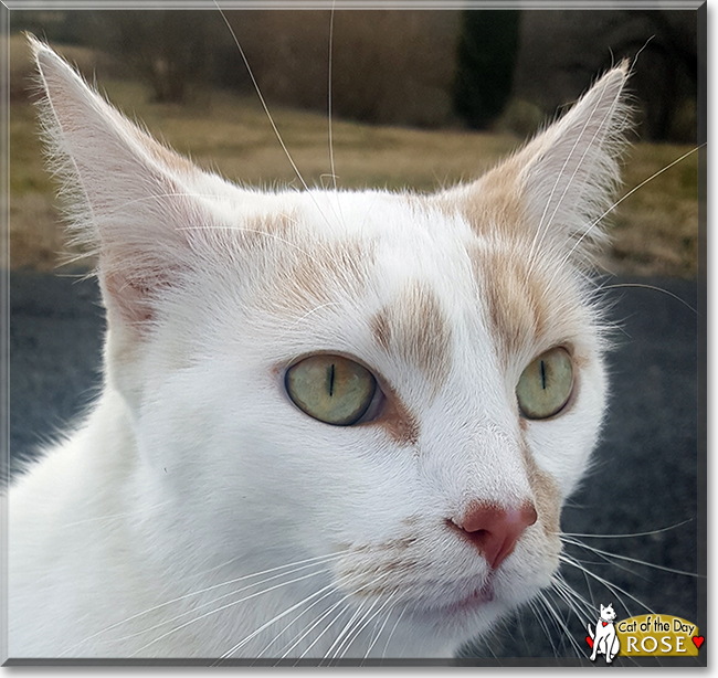 Rose the Turkish Van