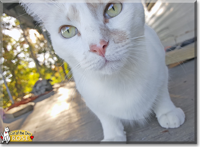 Rose the Turkish Van