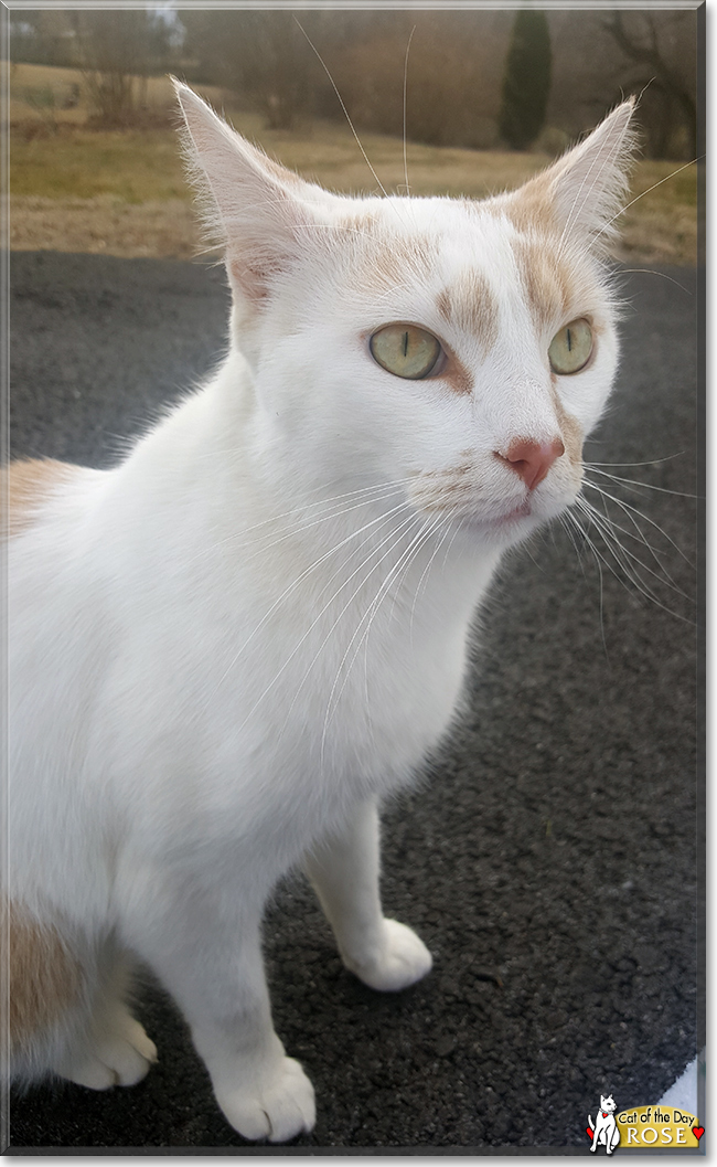 Rose the Turkish Van