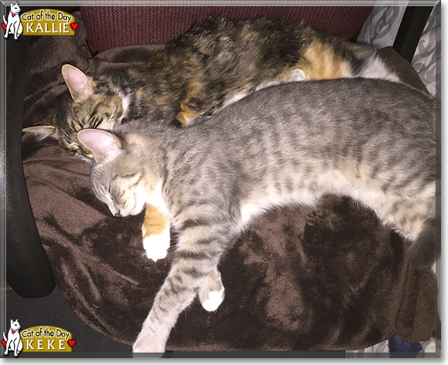 Keke and Kallie the Gray Tabby and Calico