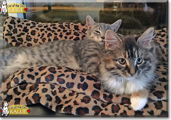 Keke and Kallie the Gray Tabby and Calico