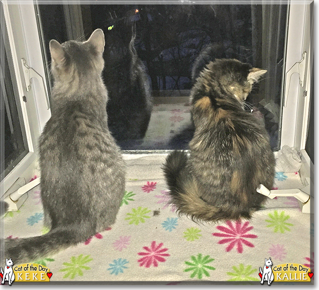 Keke and Kallie the Gray Tabby and Calico