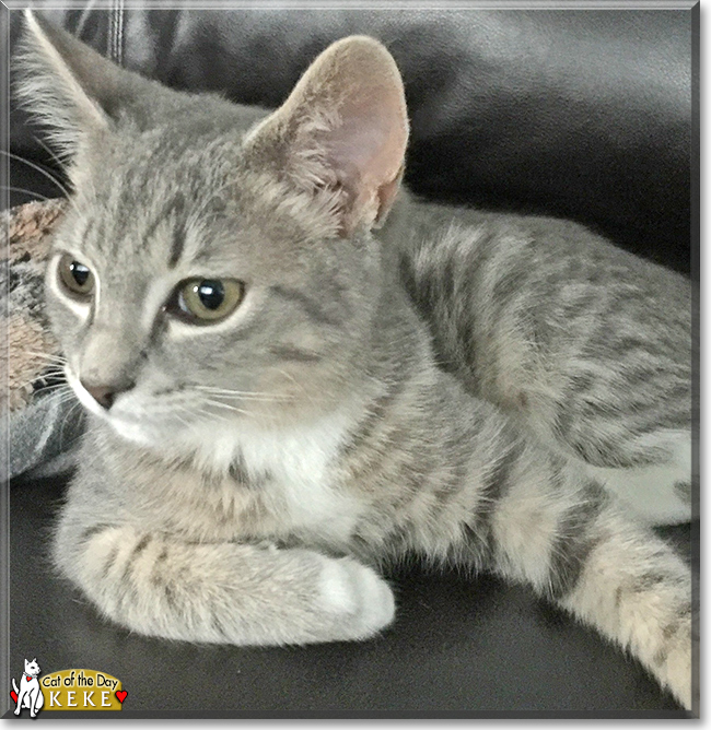 Keke and Kallie the Gray Tabby and Calico