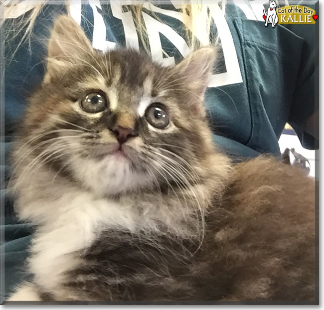 Keke and Kallie the Gray Tabby and Calico