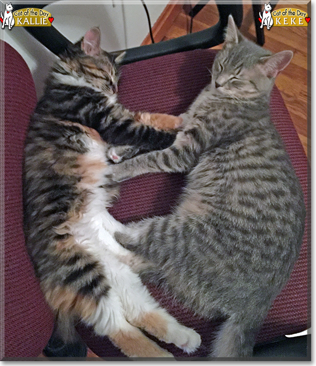 Keke and Kallie the Gray Tabby and Calico