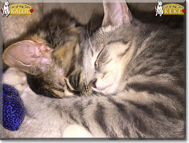 Keke and Kallie the Gray Tabby and Calico