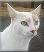 Rose the Turkish Van