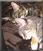 Keke and Kallie the Gray Tabby and Calico