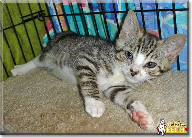 Keith the Domestic Shorthair Tabby