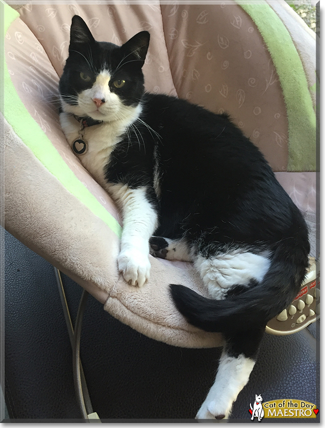 Maestro the Tuxedo Cat