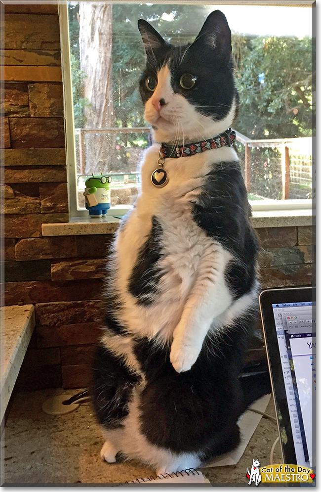 Maestro the Tuxedo Cat