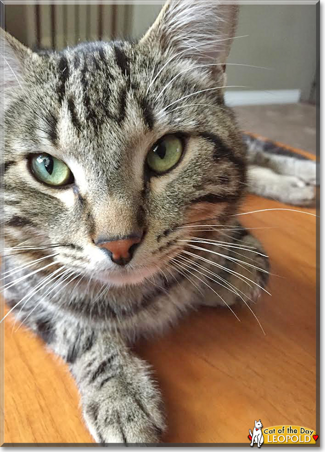 Leopold the American Shorthair Tabby