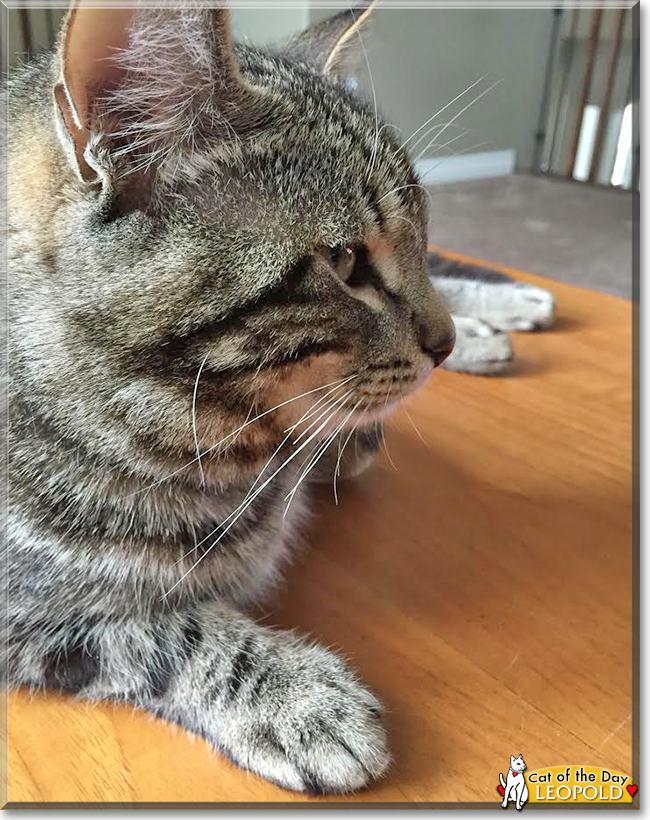 Leopold the American Shorthair Tabby