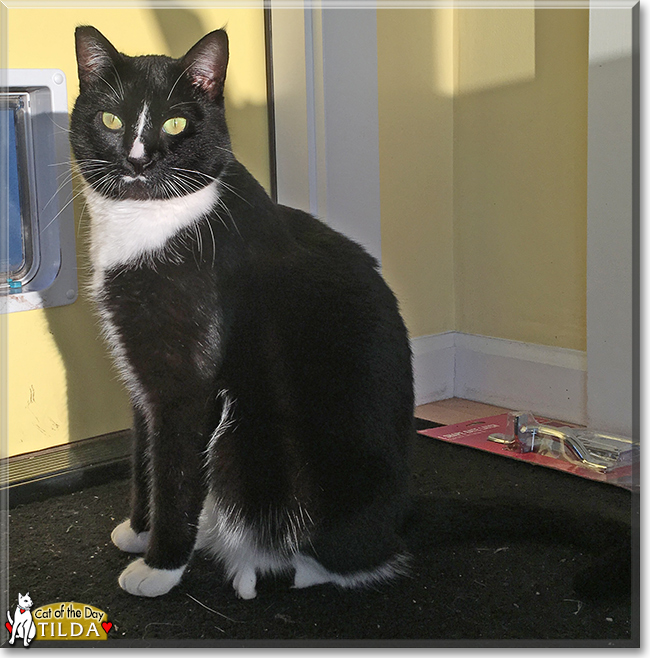 Tilda the Tuxedo Shorthair