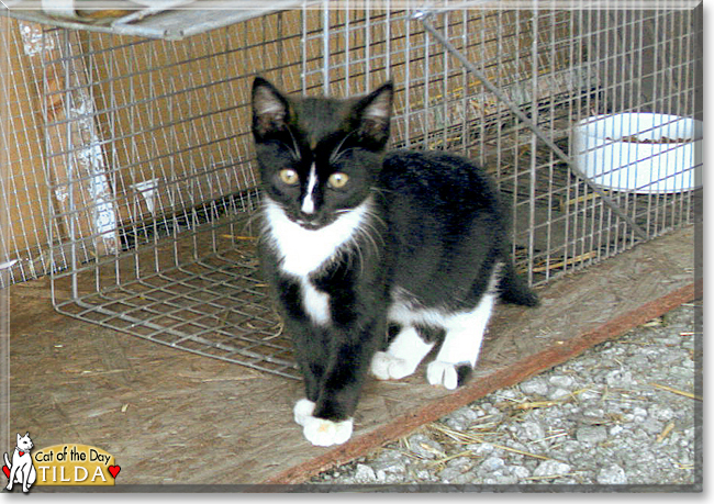 Tilda the Tuxedo Shorthair