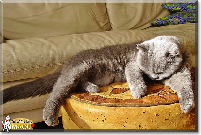 Maôu the Chartreux