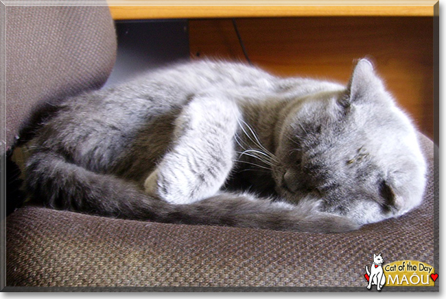 Maôu the Chartreux