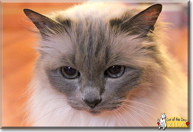 Zila the Sacred Birman