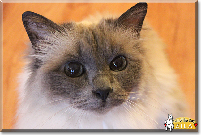 Zila the Sacred Birman