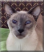 Mongo the Blue Point Siamese