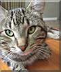 Leopold the American Shorthair Tabby