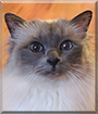 Zila the Sacred Birman