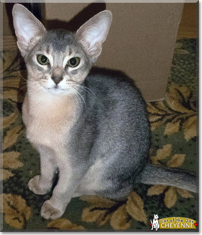 Cheyenne the Abyssinian