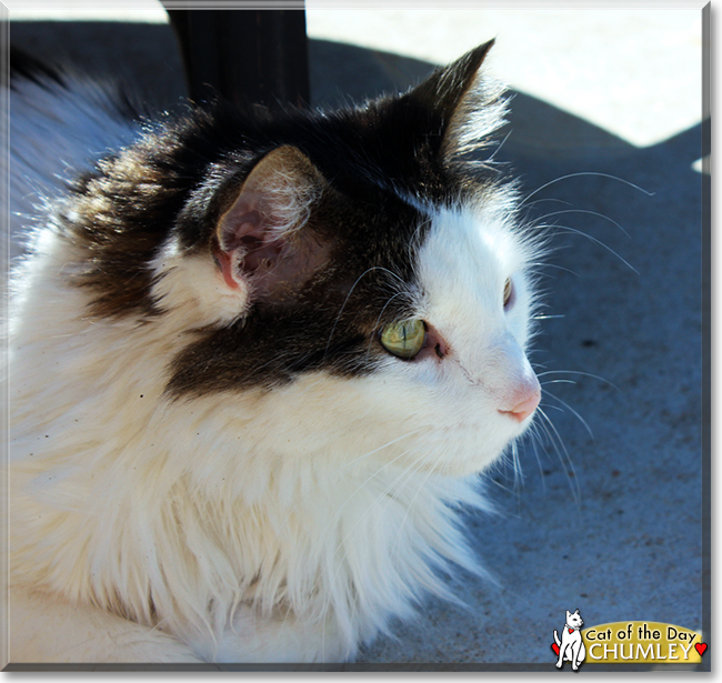 Chumley the Tuxedo Cat