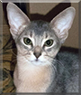 Cheyenne the Abyssinian